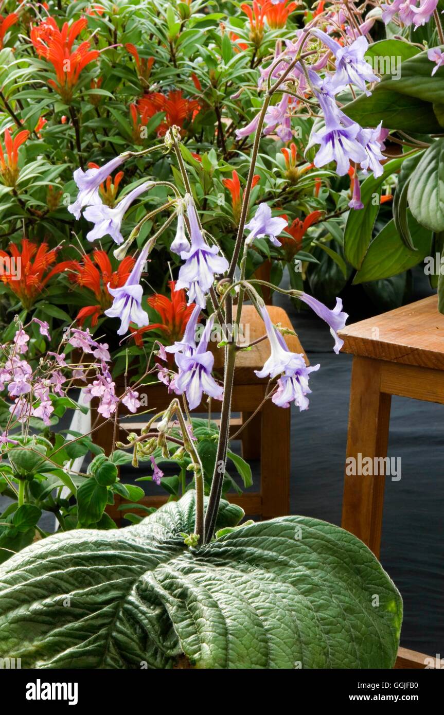 Streptocarpus wendlandii MIW251827 Foto Stock