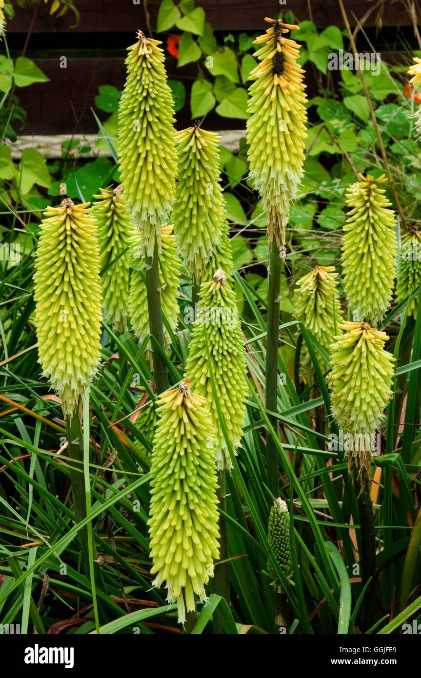 Kniphofia triangularis subsp. triangularis- - (Syn K. macowanii) MIW251905 Horticultura foto Foto Stock