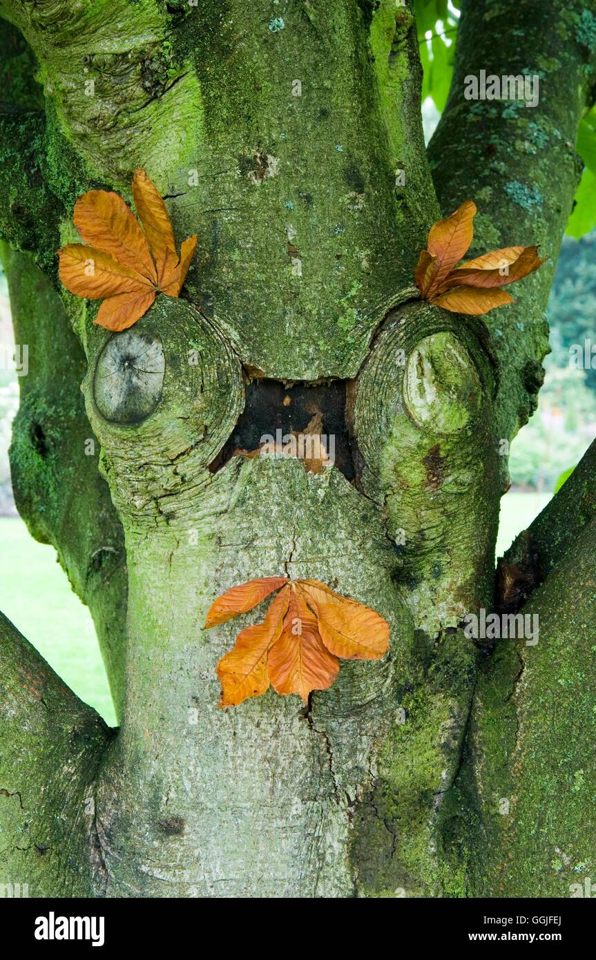 Pagina titolo- - Aesculus hippocastanum MIW251909 Foto Stock