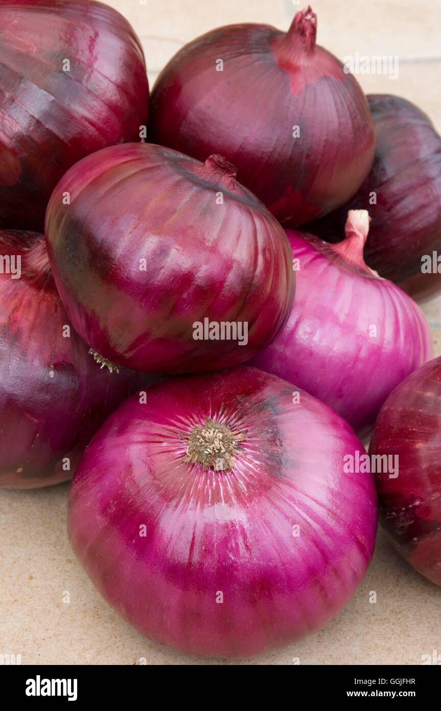Onion 'Red Globe'- - (organico) MIW251978 Foto Stock