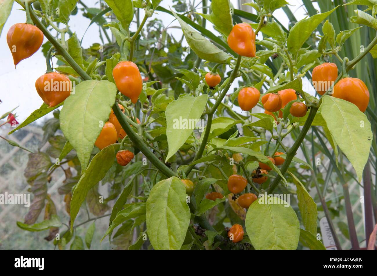 Peperoncino "calore tropicale'- - (organico) MIW251982 Foto Stock