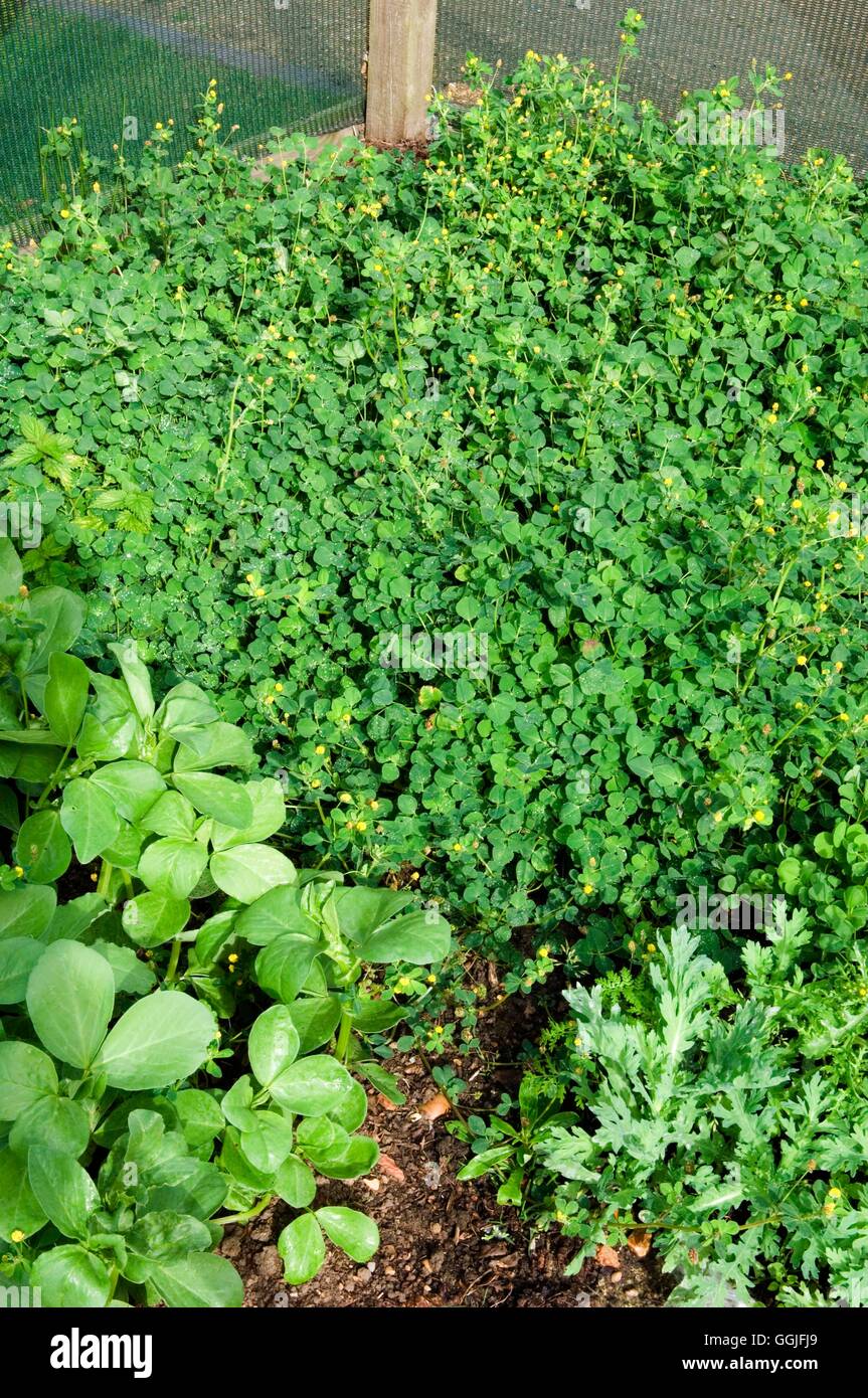 Concime verde - Trifoglio FAGIOLI &- - (Lotus uliginosus e Vicia faba)- - (HDRA - organico) MIW251988 credito obbligatoria Foto Stock