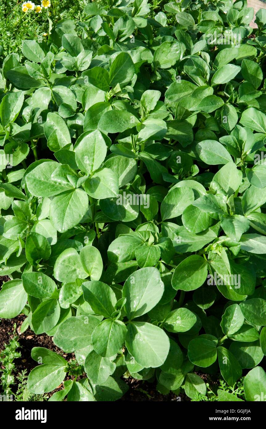 Concime verde - le fave e le favette- - (Vicia faba)- - (HDRA - organico) MIW251989 / Foto Stock