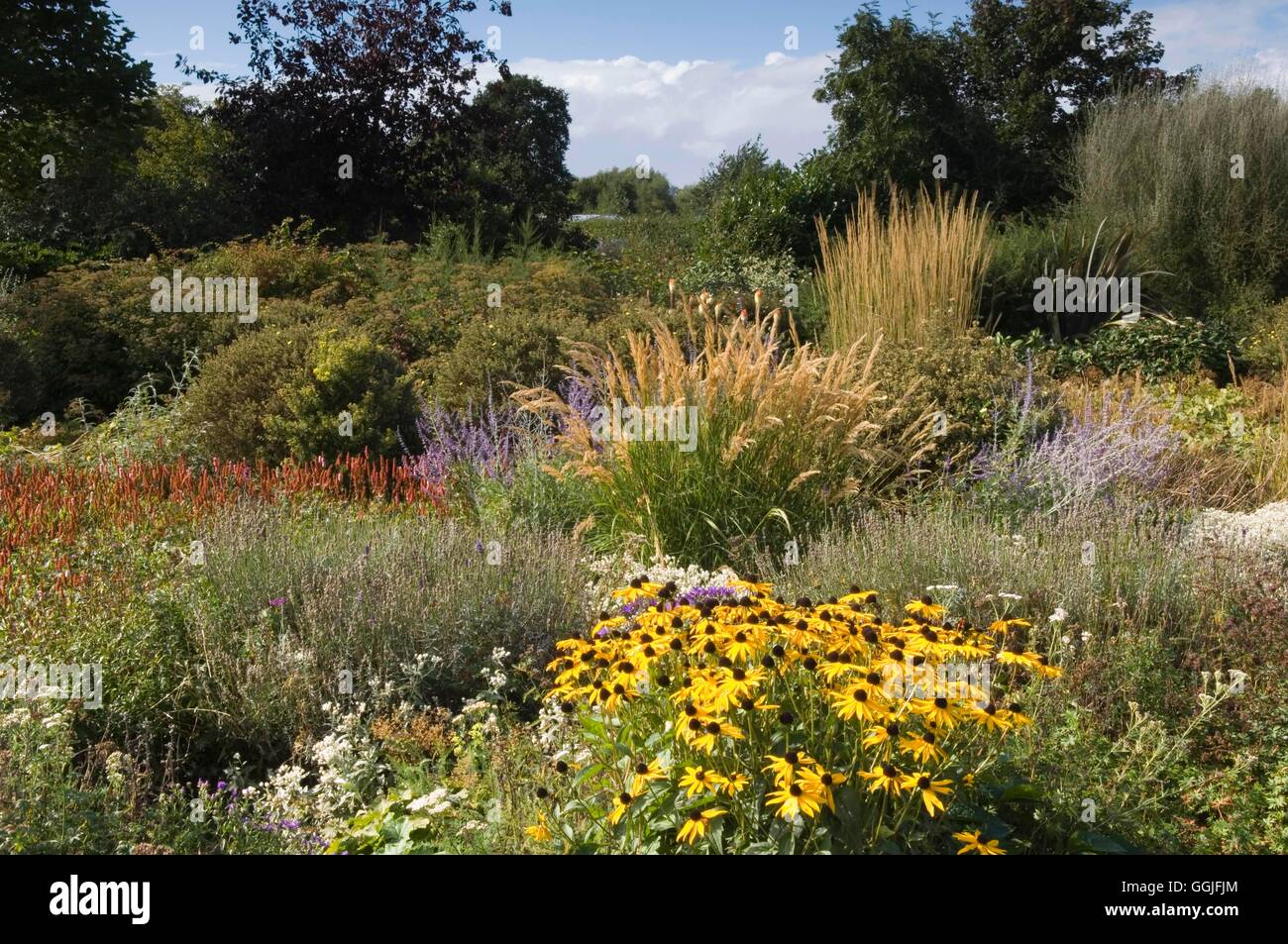 Autunno giardino- - prateria stile piantagione- - (si prega di credito: Foto Hort/Ryton Organic gnd) MIW obbligatoria251996 cred Foto Stock