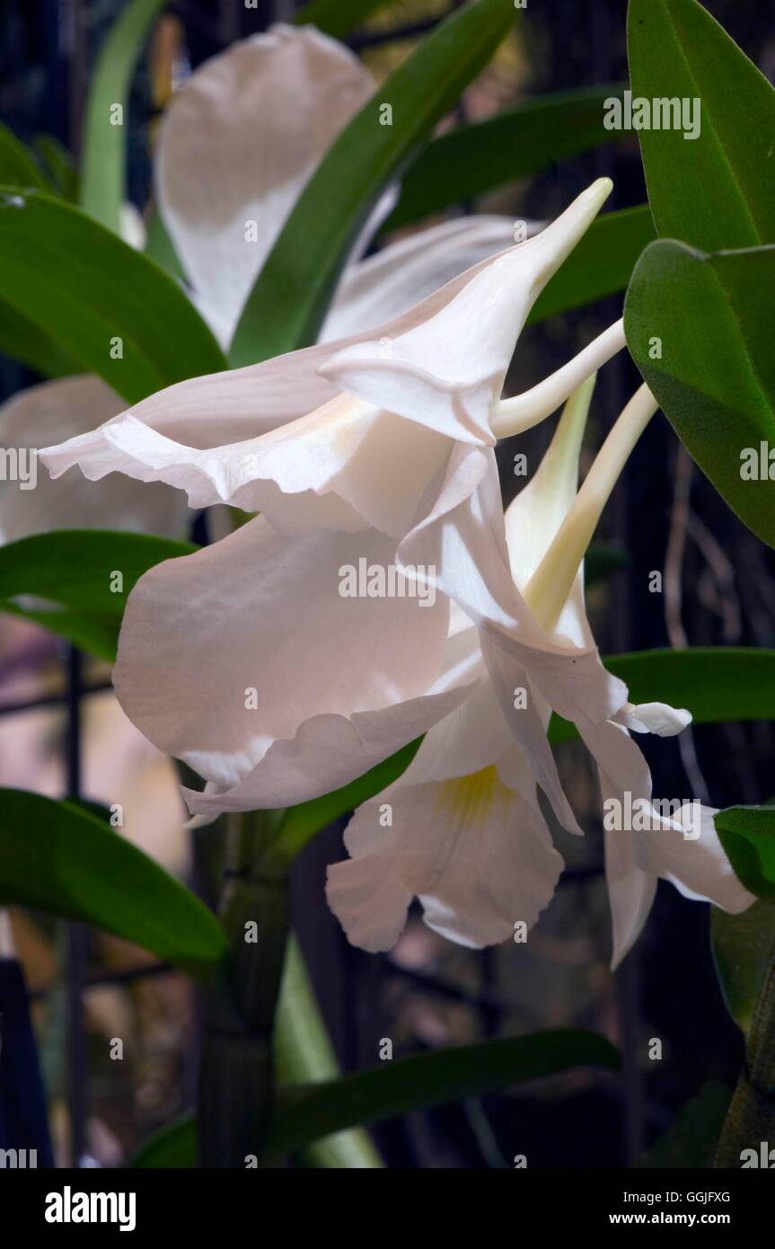 Dendrobium infundibulum x formosanum MIW252170 Foto Stock