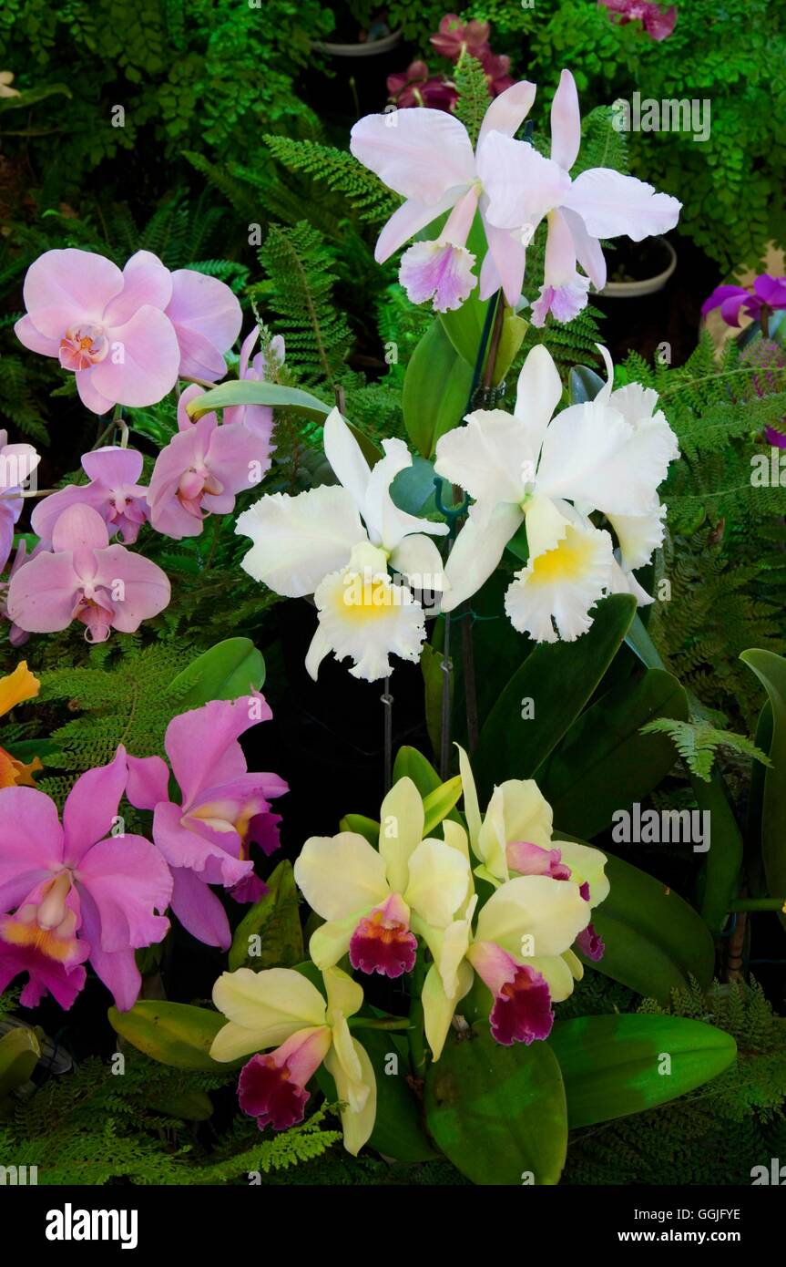 Orchidee - Misti MIW252192 Foto Stock
