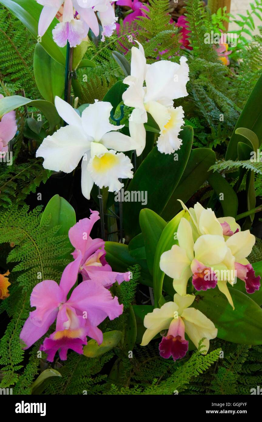 Orchidee - Misti MIW252193 Foto Stock