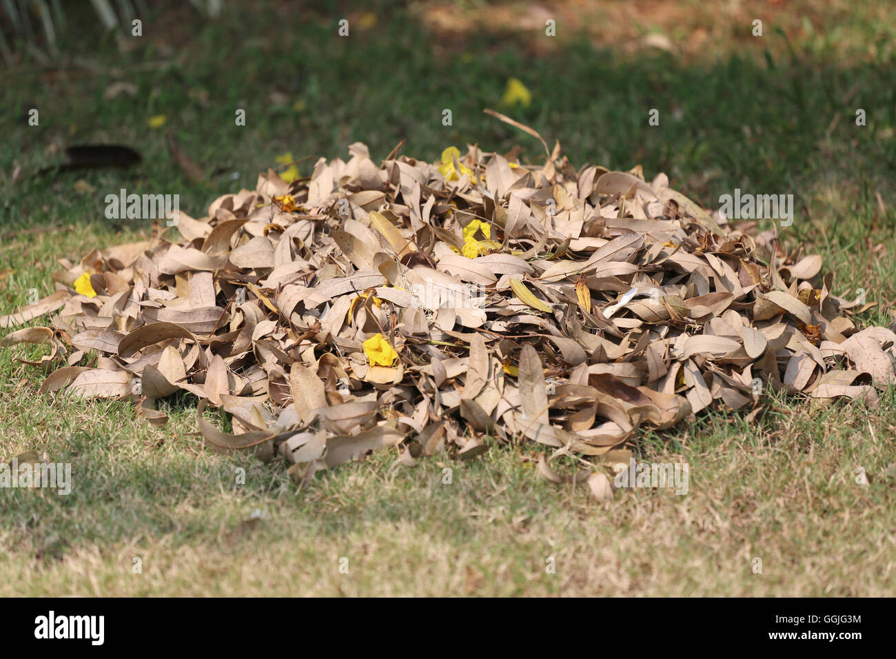 Cumulo di foglie secche sul prato nel cortile per il compostaggio organico. Foto Stock