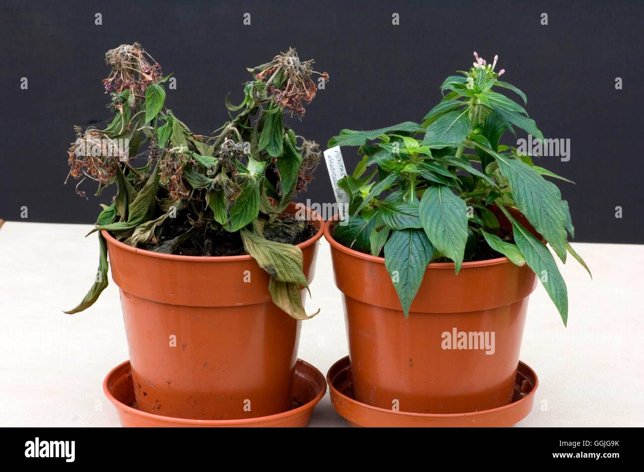 Problema Houseplant- - Lato sinistro sotto la pianta-annaffiato- - (Pentas) MIW252410 Foto Stock