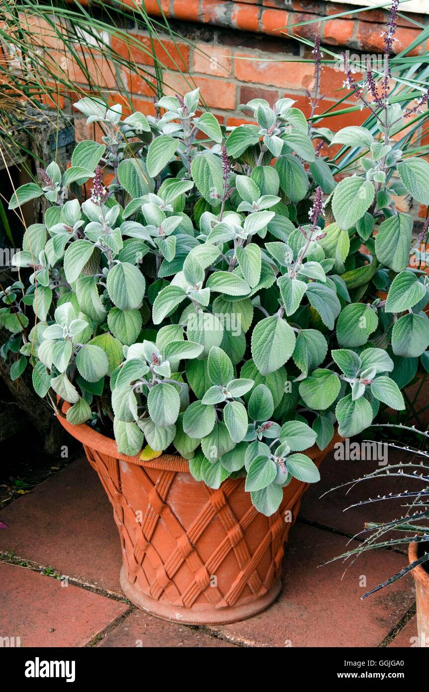 Contenitore - Annuale- piantati con Plectranthus argenteus MIW252417 /Photosh Foto Stock