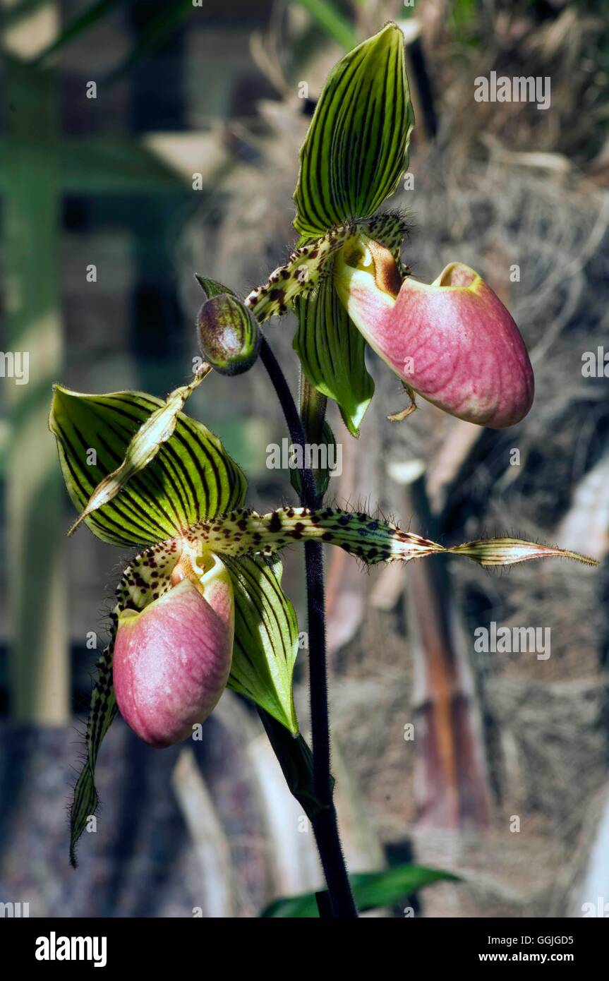 Paphiopedilum "Transvaal' MIW252473 Foto Stock