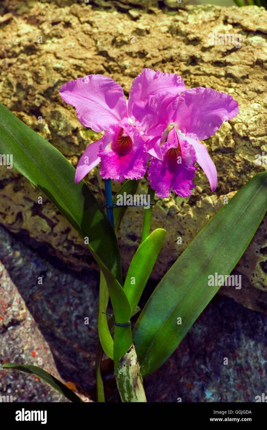 Cattleya labiata MIW252479 Foto Stock