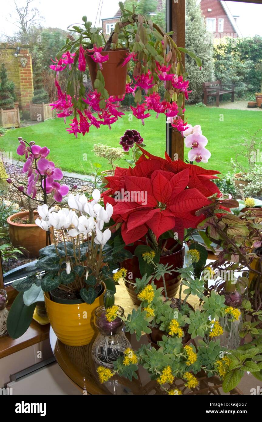 Houseplants misti- in Conservatorio nel gennaio- - (Schlumbergia orchidee Poinsettia ciclamino e Sedum) MIW252550 Foto Stock