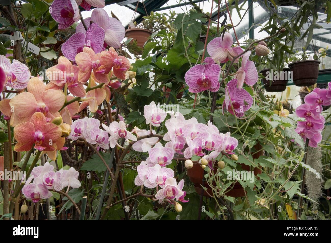 Orchidee misti- nei dilettanti di coltivatore di MIW serra252650 Foto Stock