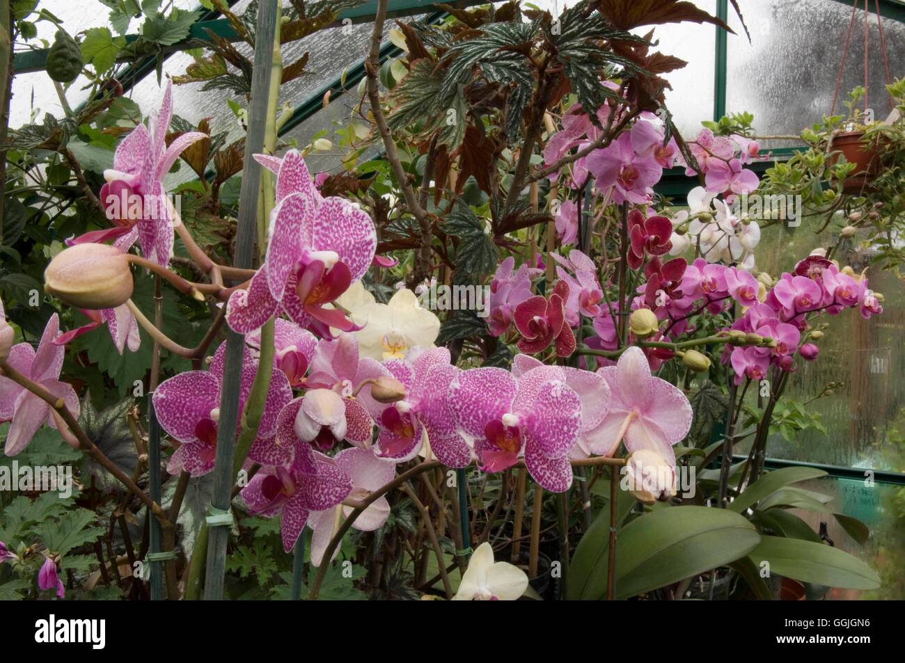 Orchidee misti- in Amatuer del coltivatore MIW serra252651 Foto Stock