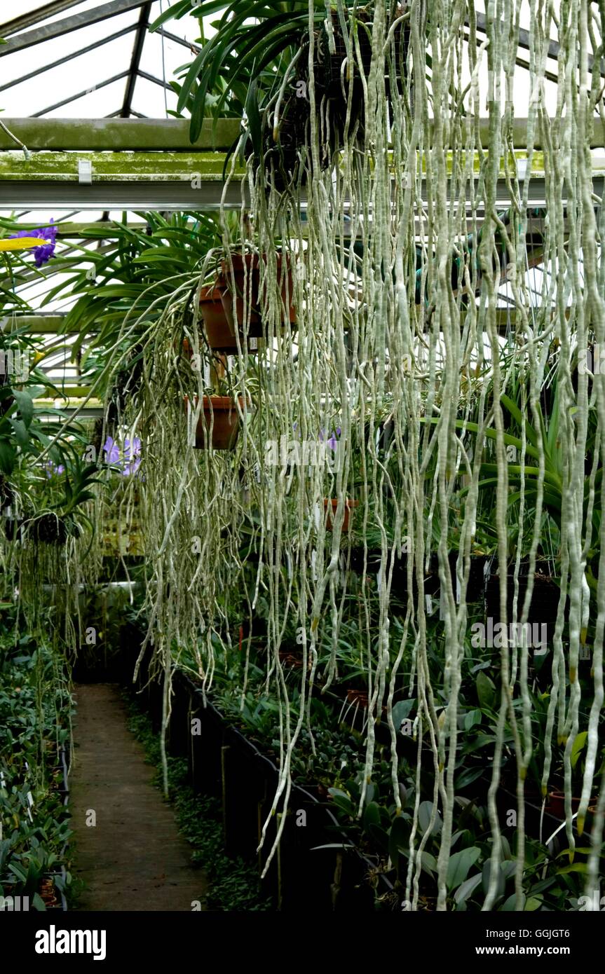 Radici di aria sulle orchidee Vanda MIW252722 Foto Stock