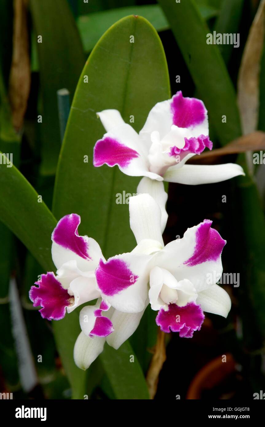 Laeliocattleya viola cascata "fragrante bellezza' MIW252721 Foto Stock