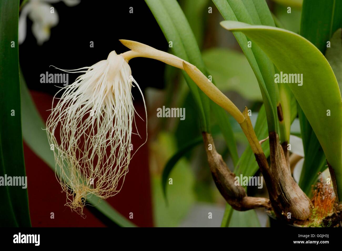 Bulbophyllum medusae MIW252911 Foto Stock