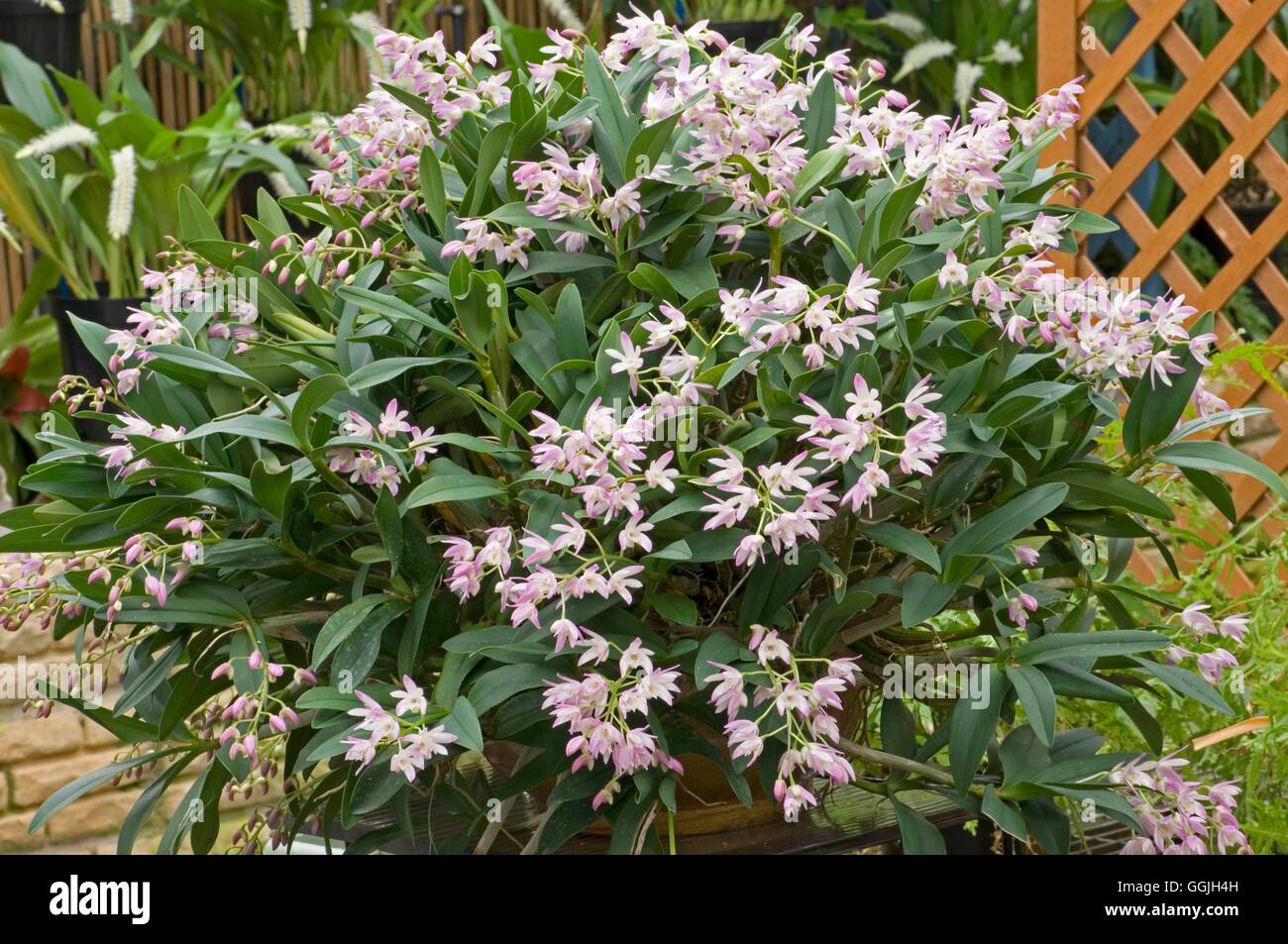 Dendrobium kingianum MIW252932 Foto Stock