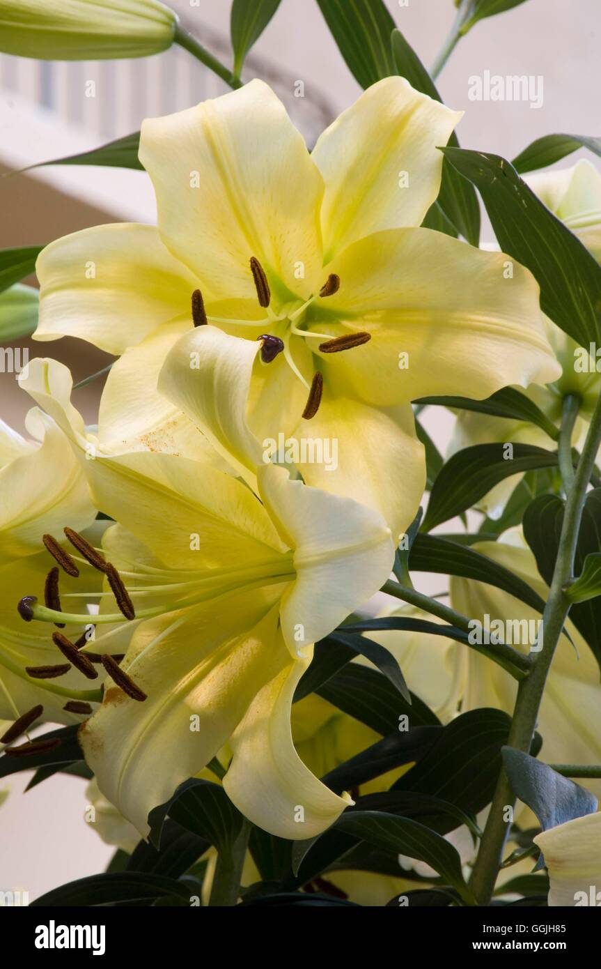 Il Lilium "Conca d'O' MIW253005 Foto Stock