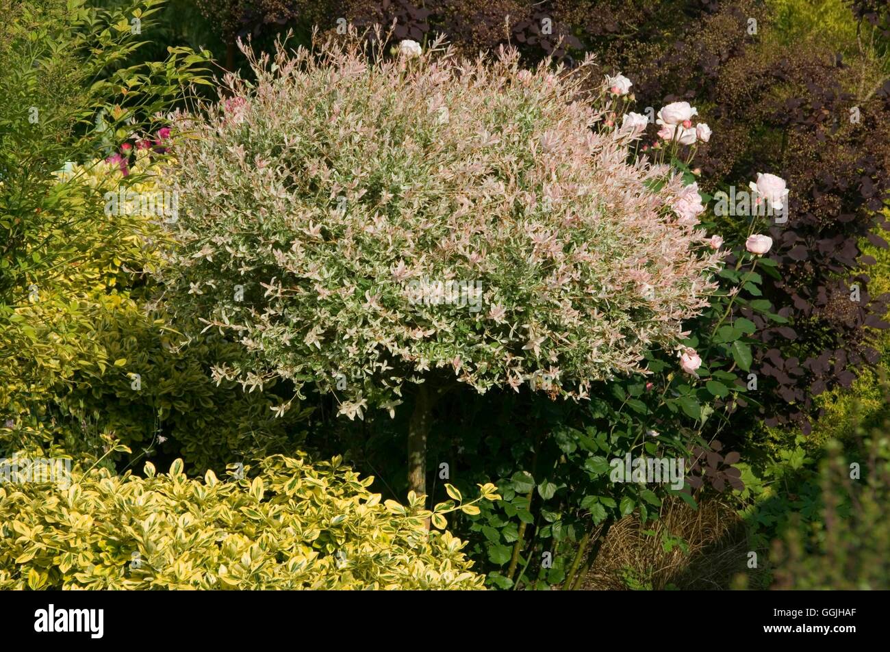 Salix integra 'Hakuro nishiki-'- cresciuto come un MIW standard253056 Foto Stock