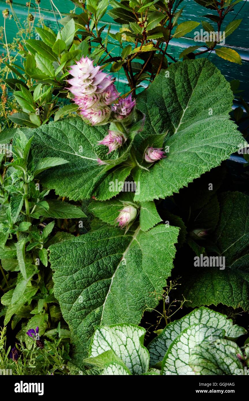 Salvia sclarea var. turkestanica MIW253057 Foto Stock