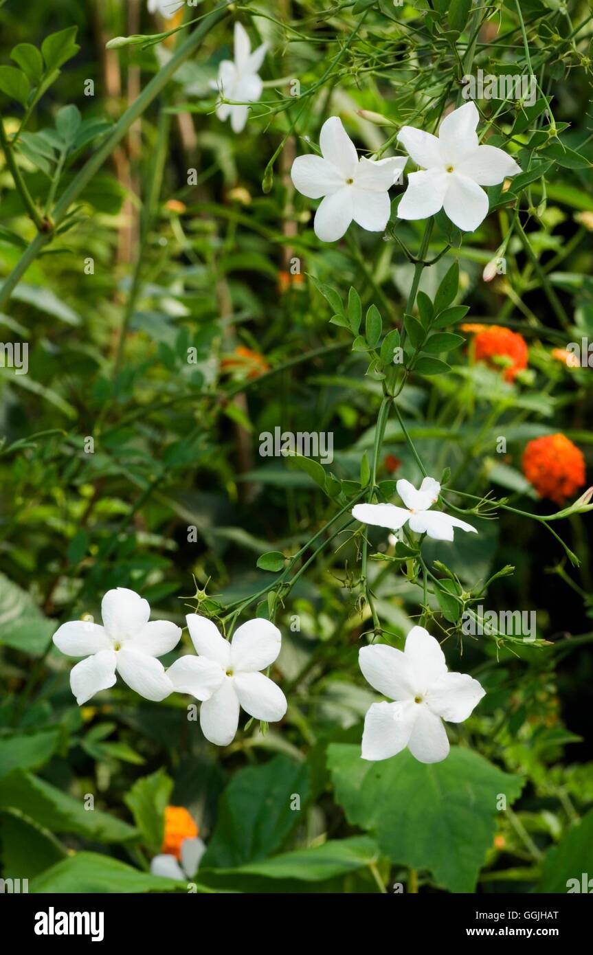 Jasminum grandiflorum 'De Grasse' MIW253063 Foto Stock