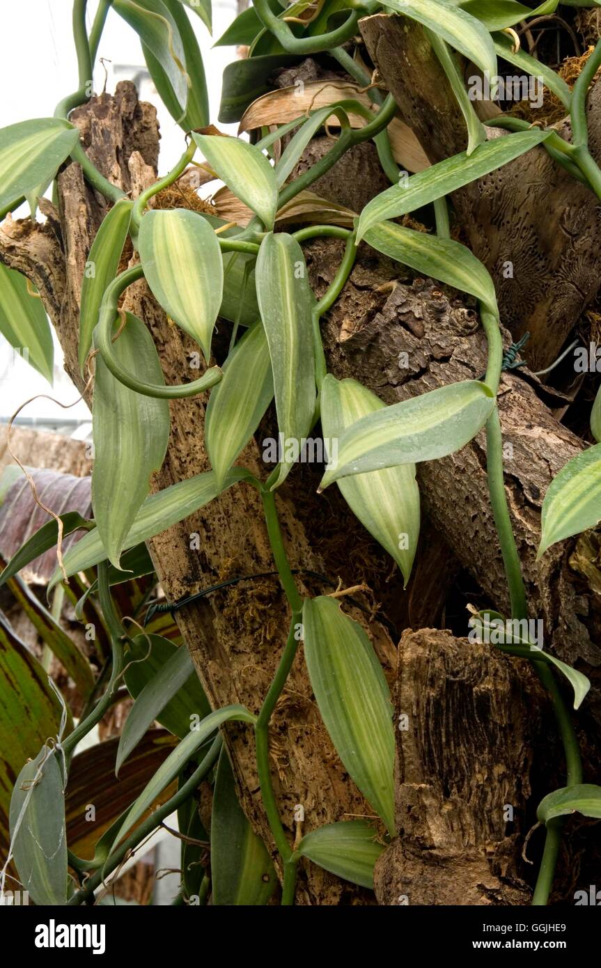 Vanilla planifolia 'Variegata' MIW253140 Foto Stock
