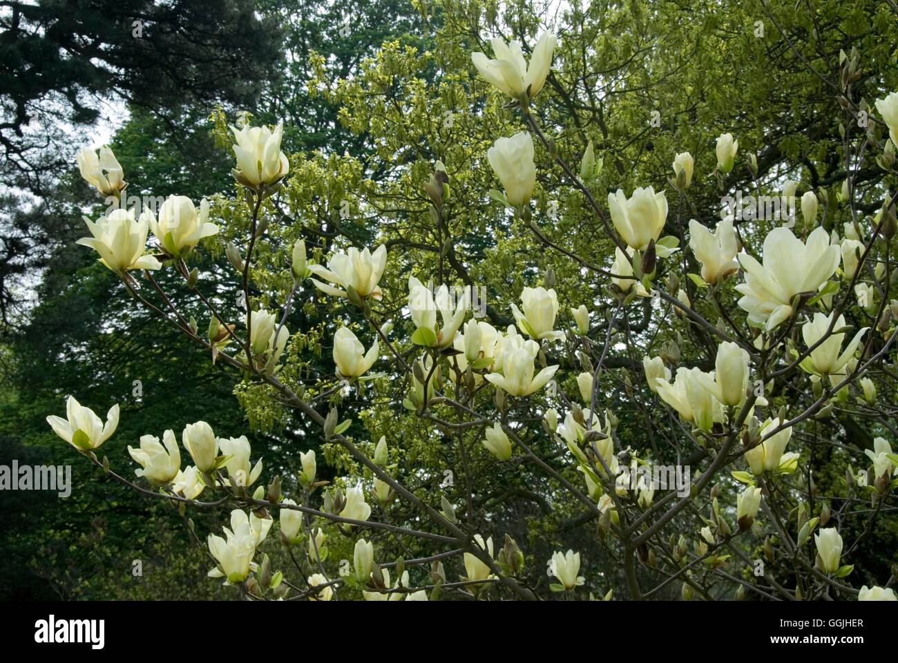 Magnolia 'Elizabeth' MIW253150 Foto Stock