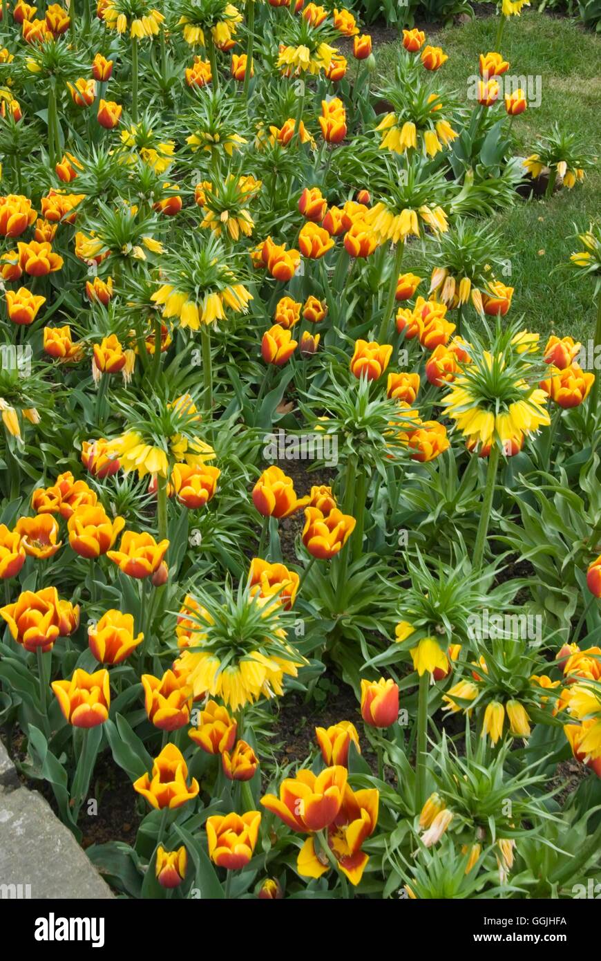 Biancheria da letto a molla- - con tulipani e Fritillarias MIW253163 Foto Stock