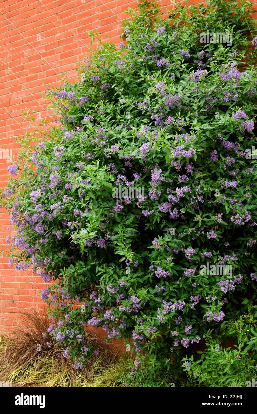 Solanum crispum 'Glasnevin'- a Glasnevin Giardino Botanico Dublino Irlanda MIW253235 Foto Hor Foto Stock