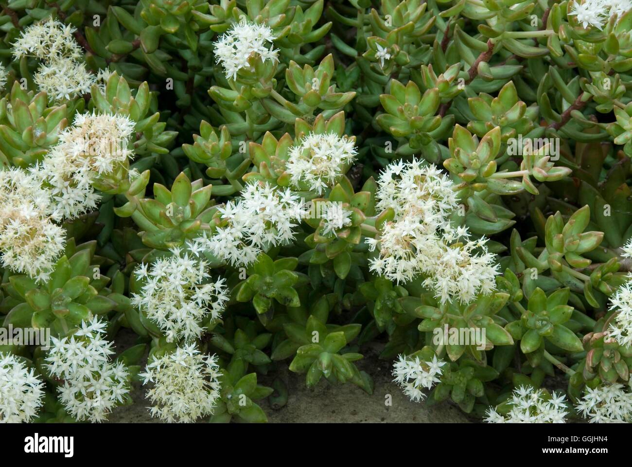 Sedum adolphii MIW253292 Foto Stock
