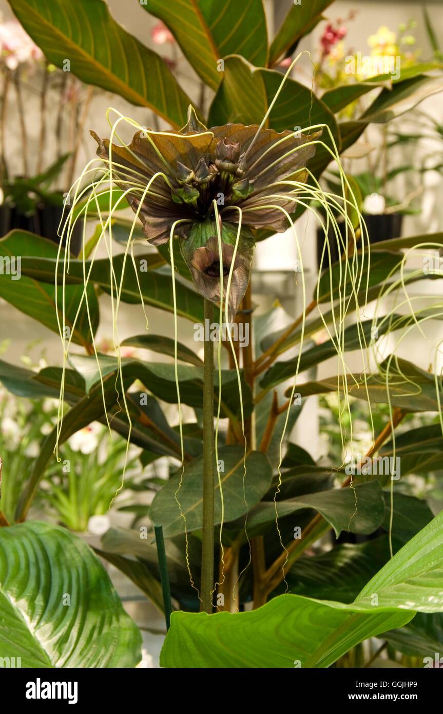 Tacca chanterii- - Impianto di Bat MIW253322 Foto Stock