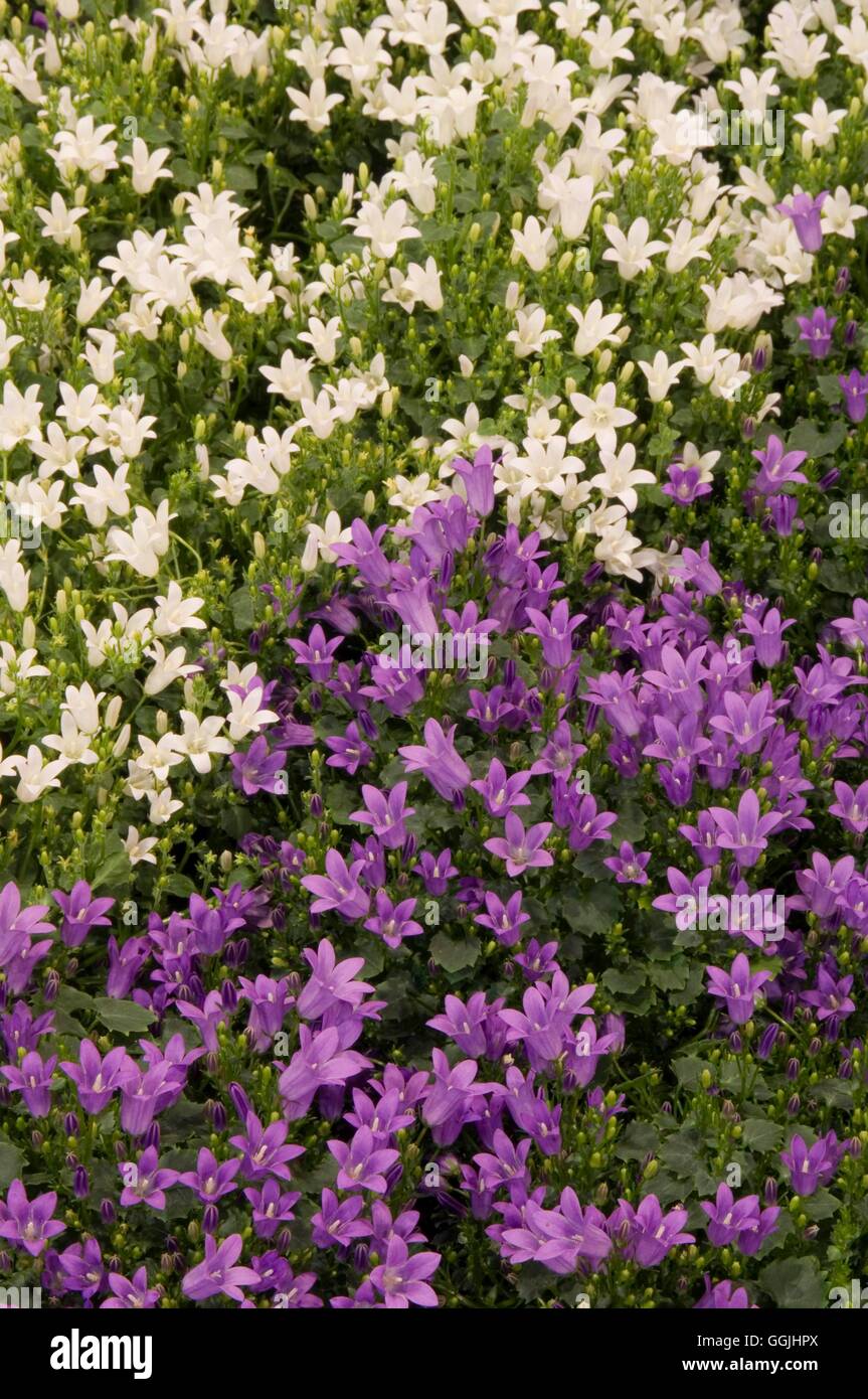 Campanula portenschlagiana 'Get Me'- e C. P. "Bianco Get Me' MIW253338 /P Foto Stock