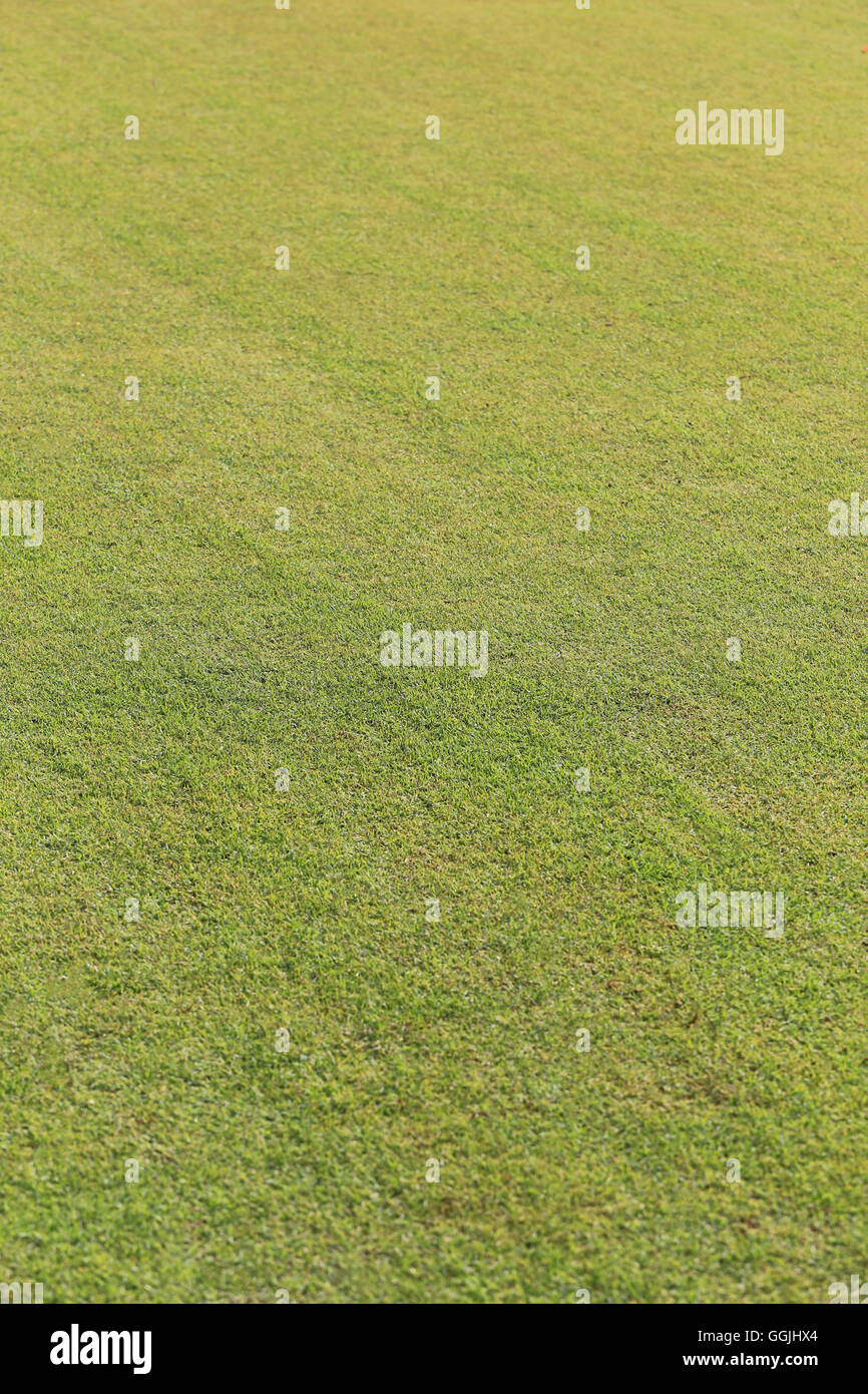 Prato verde di sera giardino pubblico per la natura dello sfondo. Foto Stock