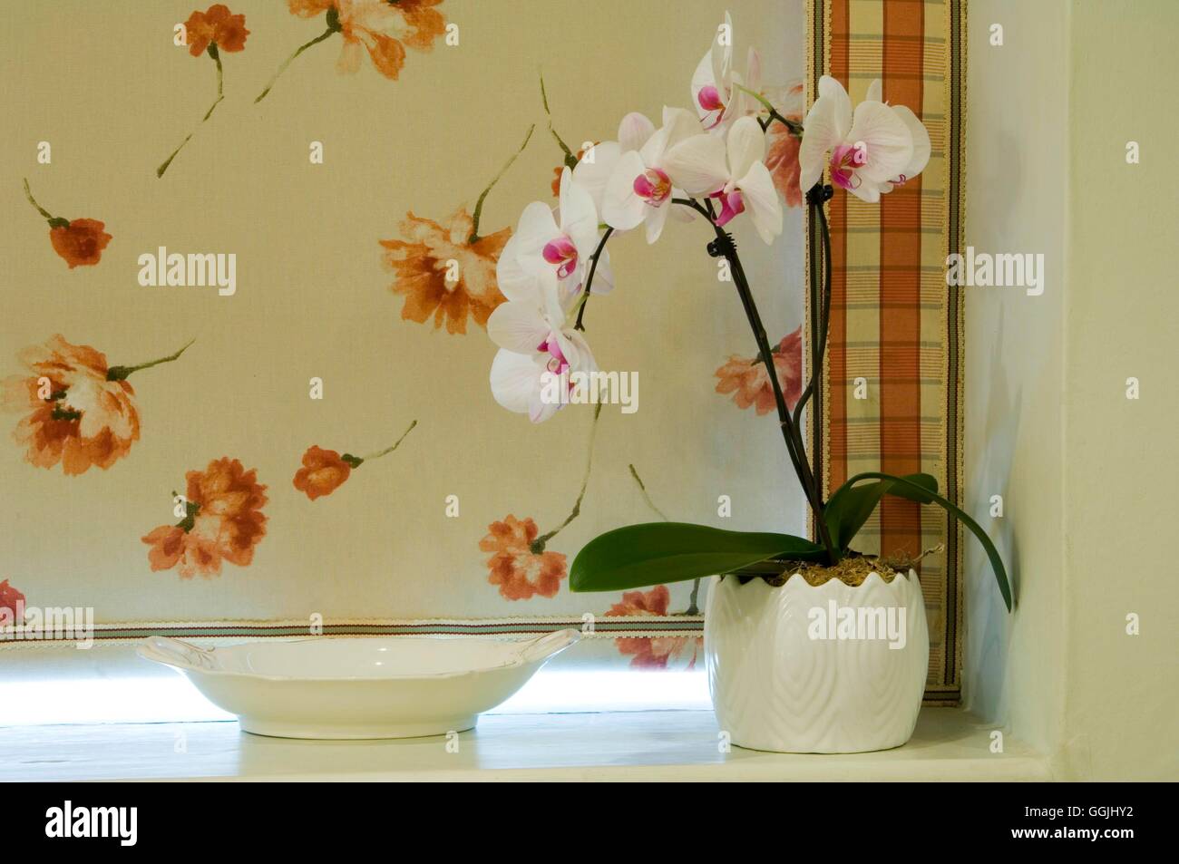 Houseplants - Orchidee- - Phalaenopsis MIW253440 Foto Stock