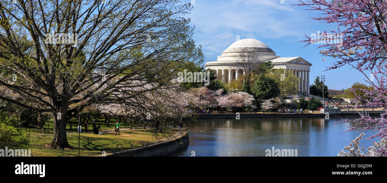 Il Jefferson Memorial e ciliegi in fiore su una soleggiata giornata di primavera a Washington DC, Stati Uniti d'America Foto Stock