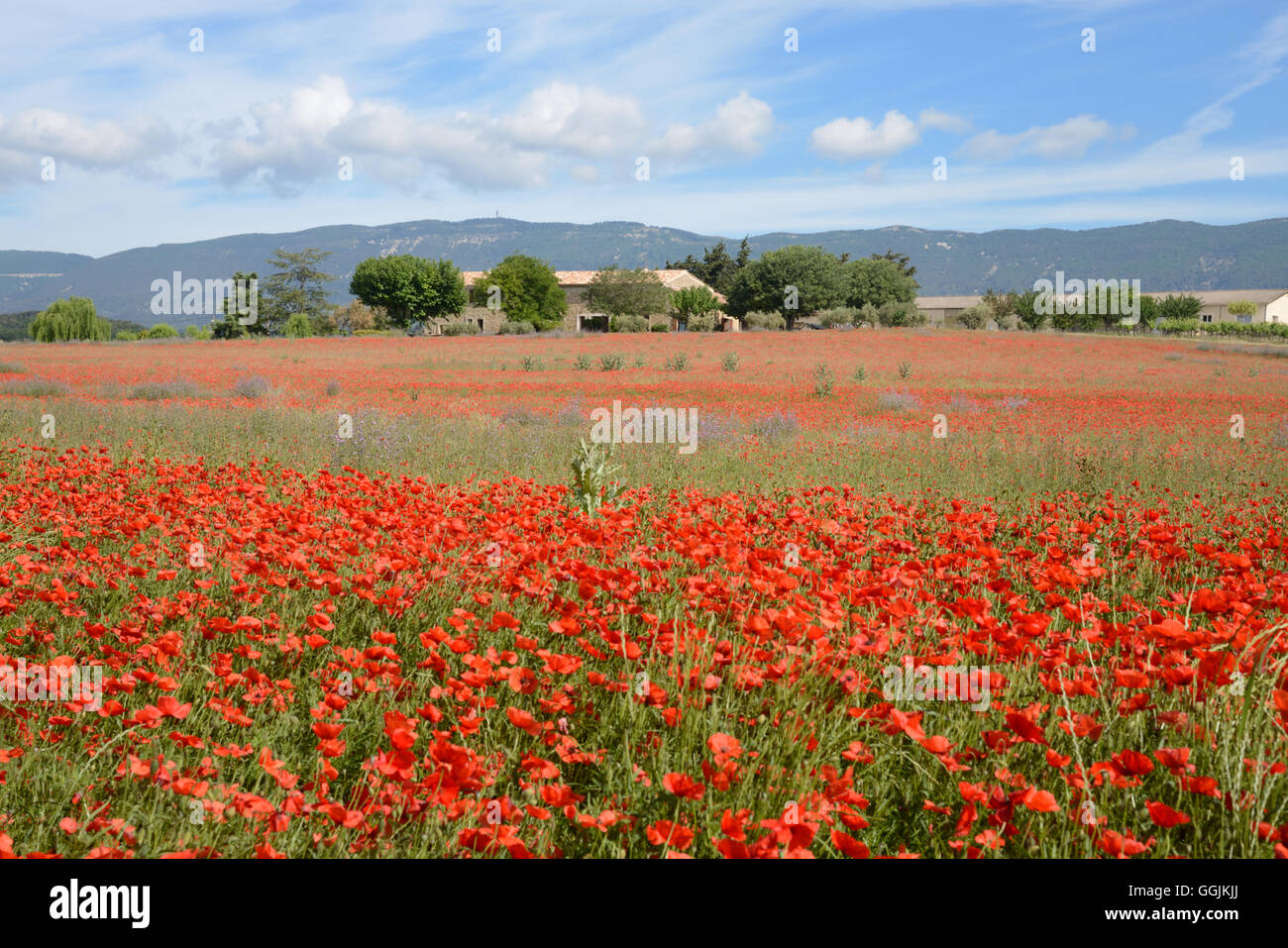 Campo di papavero paesaggio nel Parco Regionale del Luberon vicino a Saint-Martin-de-la-Brasque Provence Francia Foto Stock