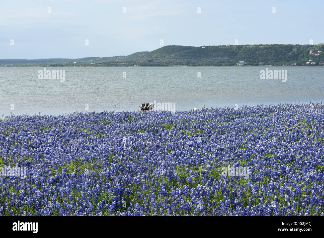 Campo di lupinus texensis, il Texas di lupino o Texas bluebonnet, sulle rive del lago di Buchanan nel Texas centrale Foto Stock