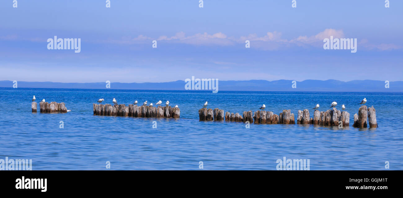 Gabbiani in appoggio su tralicci in legno nelle calme acque del Lago Superiore al punto di coregoni, Michigan, Penisola Superiore, STATI UNITI D'AMERICA Foto Stock