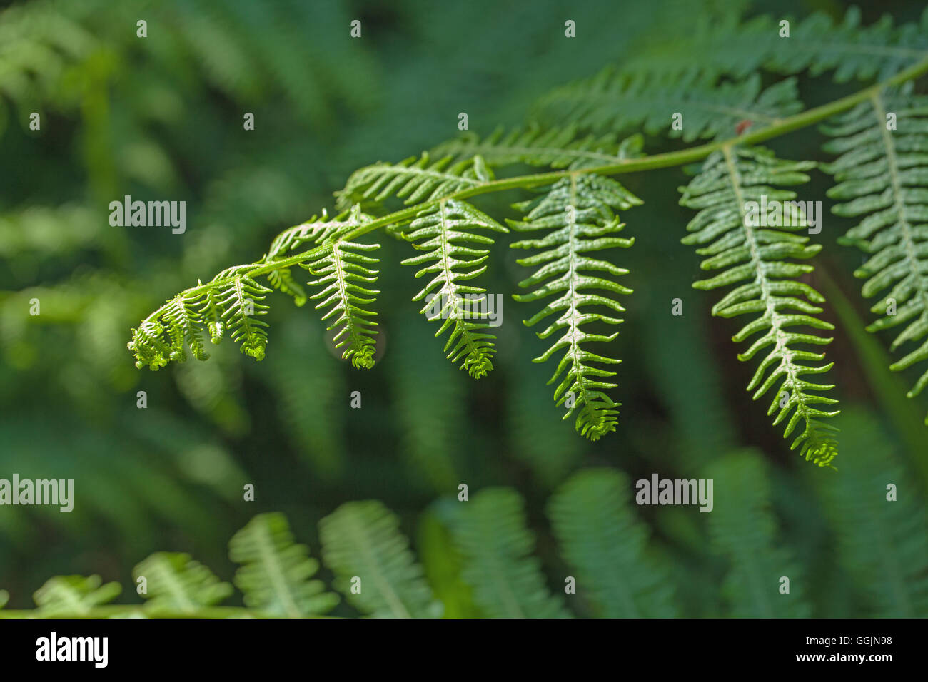 Bracken (Pteridium aquilinium). Ramificazione laterale frond raggiungendo per la luce in un bosco di impostazione. Molla. Nofolk. Foto Stock