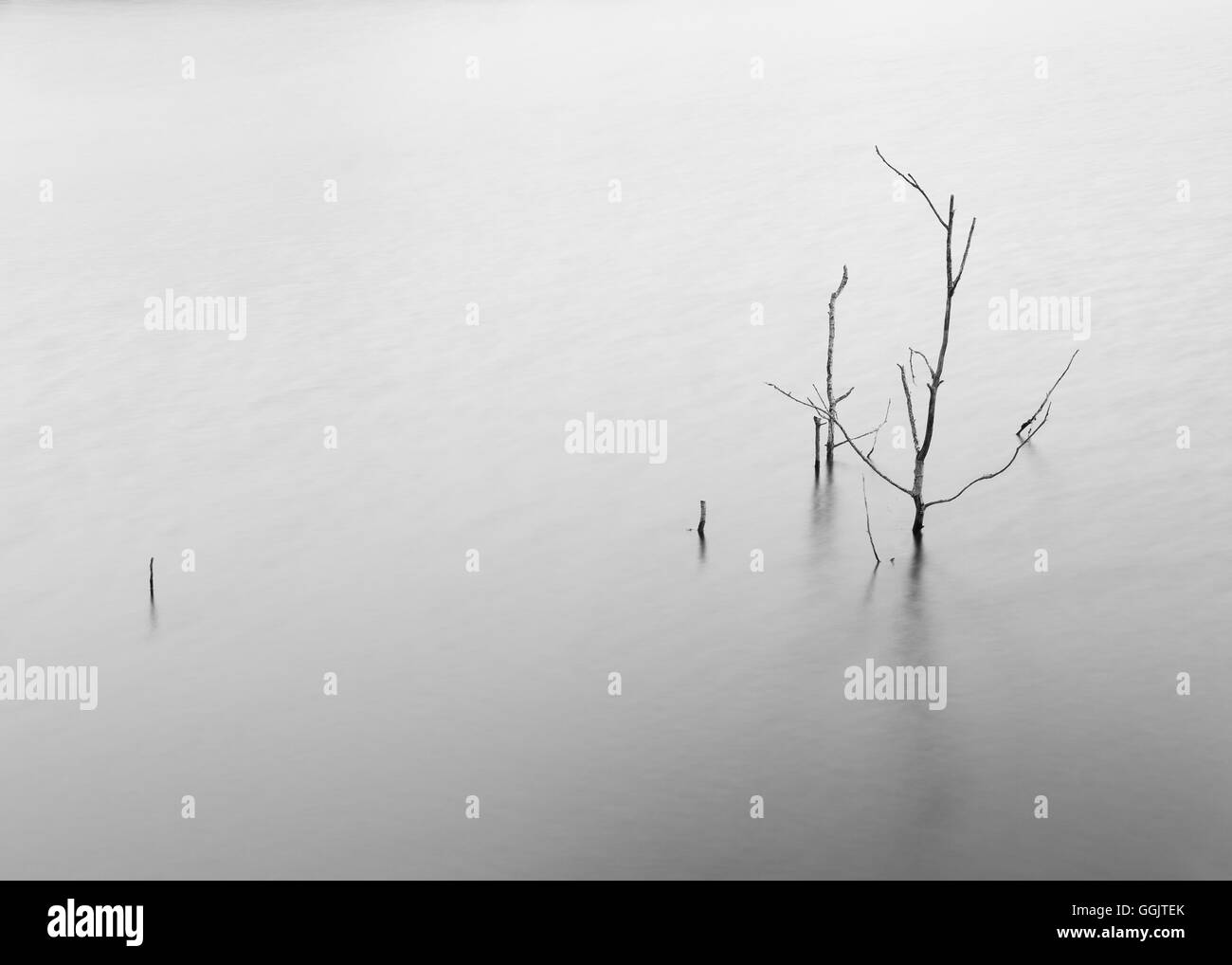 Un cupo e minimalista dell'immagine che mostra alcuni rami di un albero morto che emergono dalle acque del lago artificiale di Cingoli Foto Stock