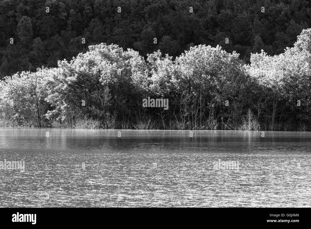 Gli alberi che si affaccia sul lago di Cingoli Foto Stock