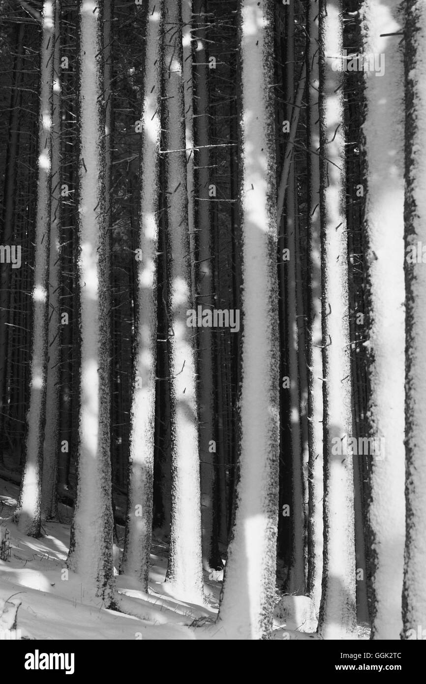 Abeti coperti di neve montagne Harz, Bassa Sassonia, Germania Foto Stock