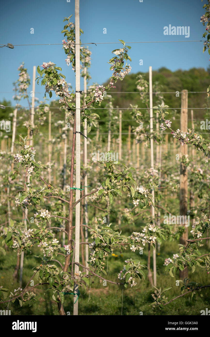 Dettaglio di apple blossom in un misto di frutteto, Lorch nei pressi di Schwaebisch Gmuend, Svevo Alp, Baden-Wuerttemberg, Germania Foto Stock