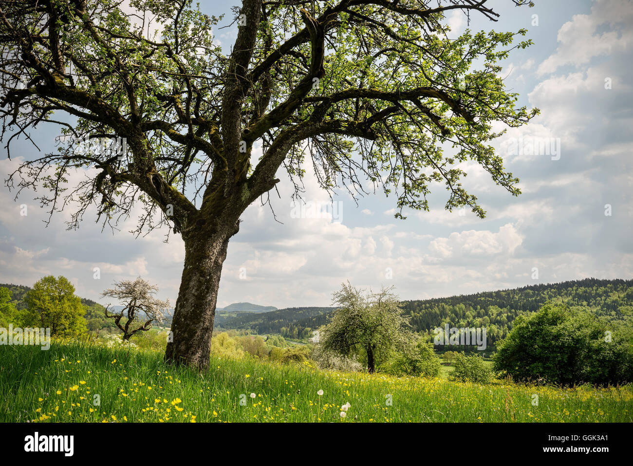 Frutta Mista orchard a molla, Lorch monatry, Stauferland nei pressi di Schwaebisch Gmuend, Svevo Alp, Baden-Wuerttemberg, Germania Foto Stock