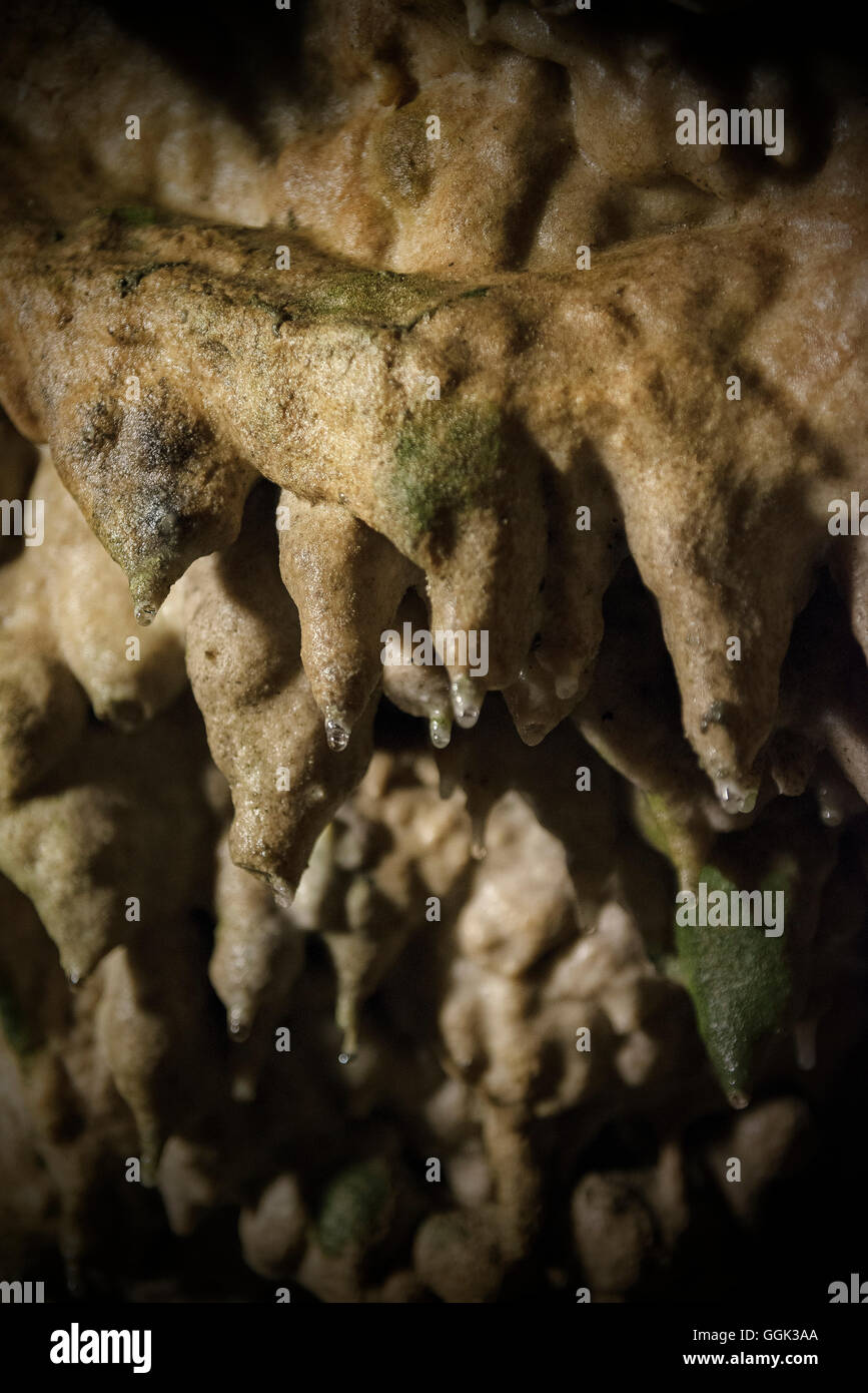 Gigantesche stalagmiti e stalattiti in una grotta dripstone, Karlshoehle e Baerenhoehle, Sonnenbuehl, Svevo Alp, Baden-Wuerttember Foto Stock