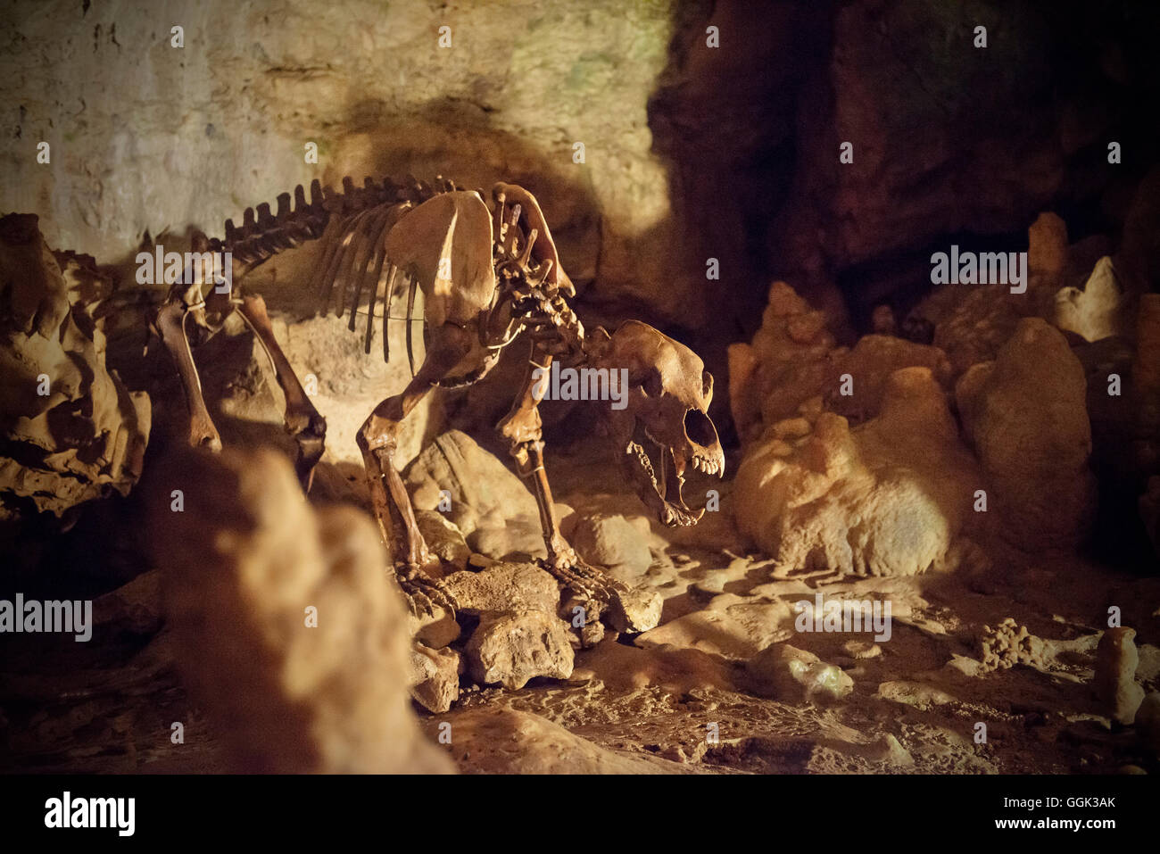 Lo scheletro di un orso delle caverne in una grotta dripstone, Karlshoehle e Baerenhoehle, Sonnenbuehl, Svevo Alp, Baden-Wuerttemberg, Germania Foto Stock