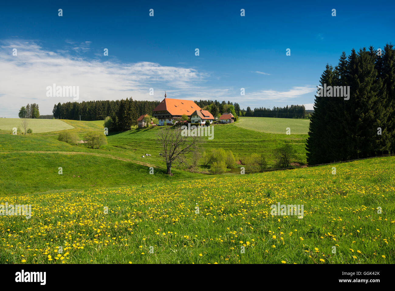 Tradizionale casa di campagna e fiore prato, Guetenbach, vicino Furtwangen, Foresta Nera, Baden-Wuerttemberg, Germania Foto Stock