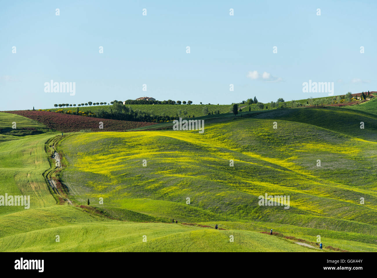 Paesaggio, nei pressi di San Quirico d'Orcia, Val d'Orcia, in provincia di Siena, Toscana, Italia, patrimonio mondiale dell UNESCO Foto Stock